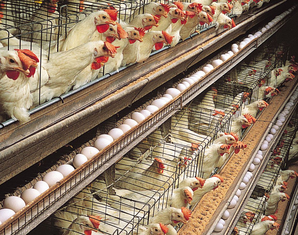 Poultry Powerhouse: Industry Fuels 25 Percent of Nigeria’s Agricultural Wealth