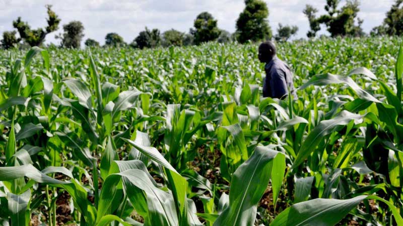 Nigerian Agri-Tech Powerhouse Joins Forces with Carbon Innovator to Boost Sustainable Farming Nigerian Agri-Tech Powerhouse Joins Forces with Carbon Innovator to Boost Sustainable Farming